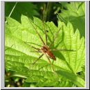 Pisaura mirabilis - Listspinne 05.jpg